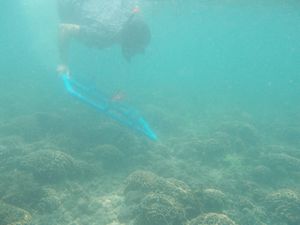 A staff member placing the coral onto the seabed