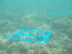 Coral on the seabed