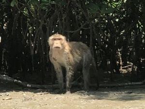 A monkey in the mangrove forest