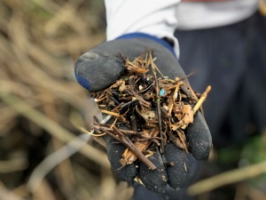 Microplastic mixed with dry leaves