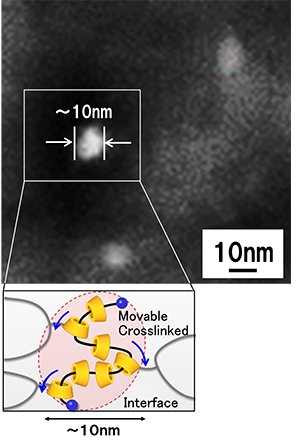 Polyrotaxane (shown in white) dispersed in PA6