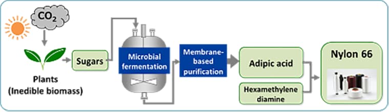 Overview of process, from inedible biomass-derived sugars to nylon 66