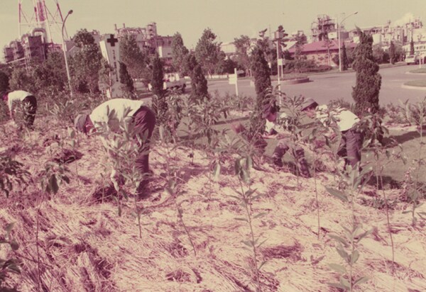 Tree planting (1976)